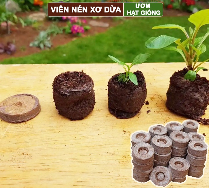 Combo 50 viên nén ươm mầm- viên nén sơ dừa