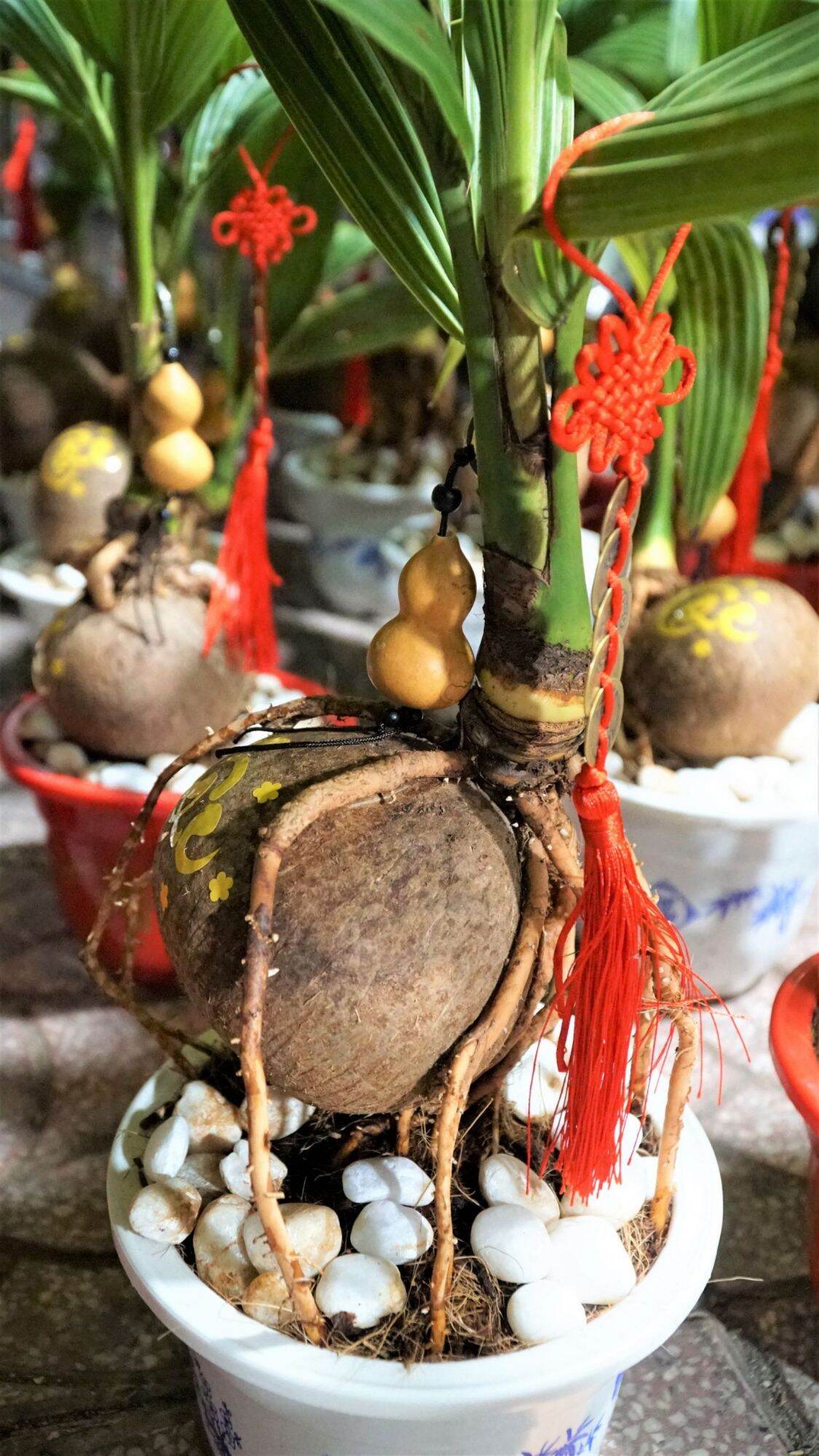 Phôi Dừa Xiêm Lùn - Cây cảnh Bonsai