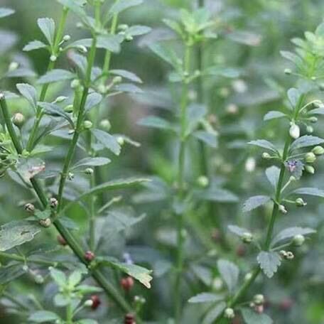 Cây cam thảo đất khô 1kg