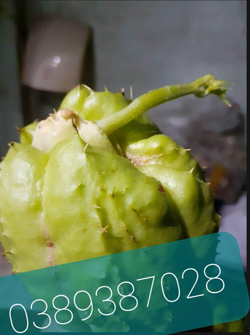 Trái su su giống,3trai