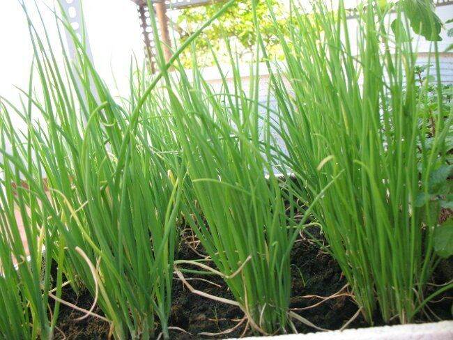 Hạt  giống  hẹ lá trồng quanh năm