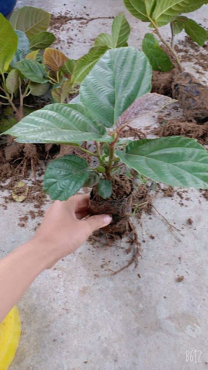Cây vả mật giống chuẩn . lh 0975449688