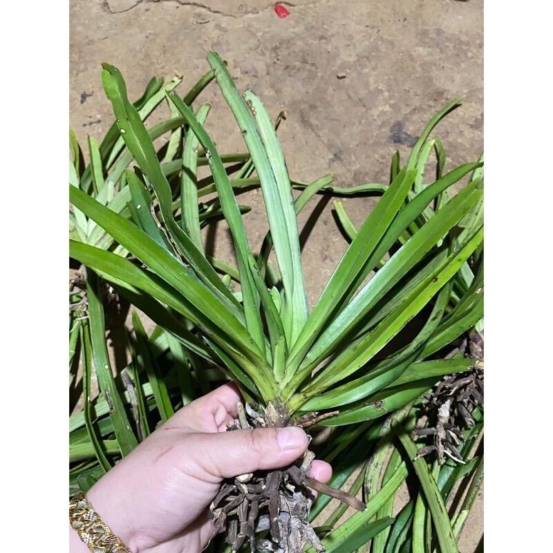 Hoa phong lan đuôi chồn (1caay)
