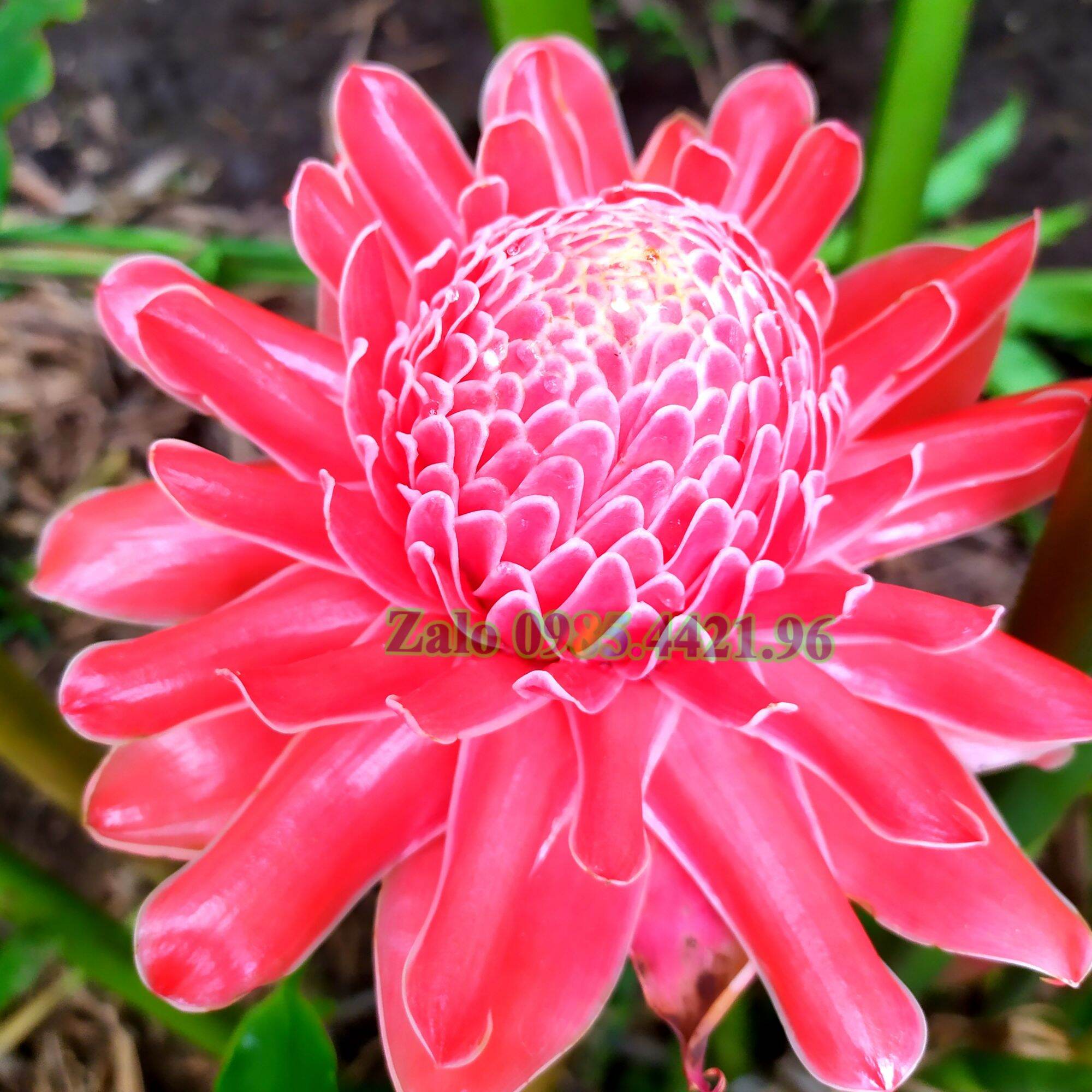 02 Bầu Cây Giống Hoa Sen Đa Lộc - Sen Đất - cây giao TT như hình 3 (mầm cao 15cm-20cm)