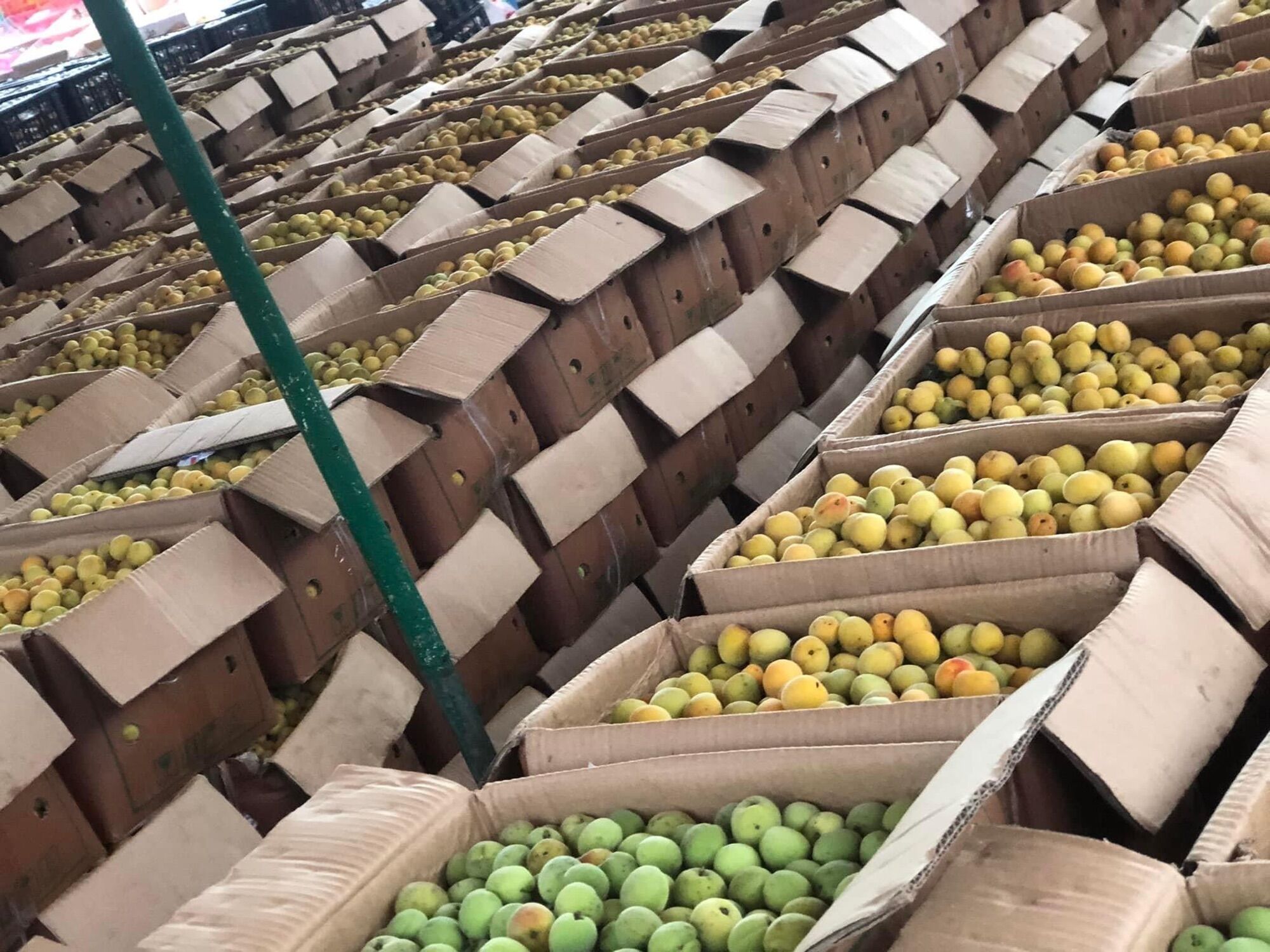 3kg nước mơ ngâm đường- mơ Mộc Châu