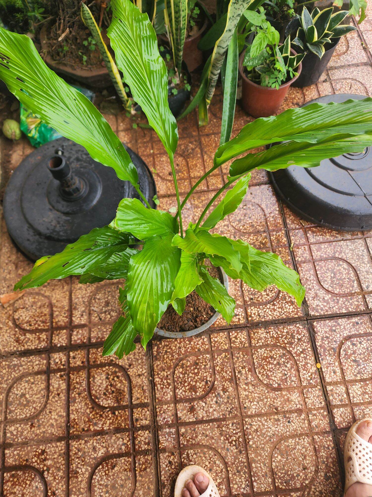 cây ngải năm ông giống(ngải chàng)