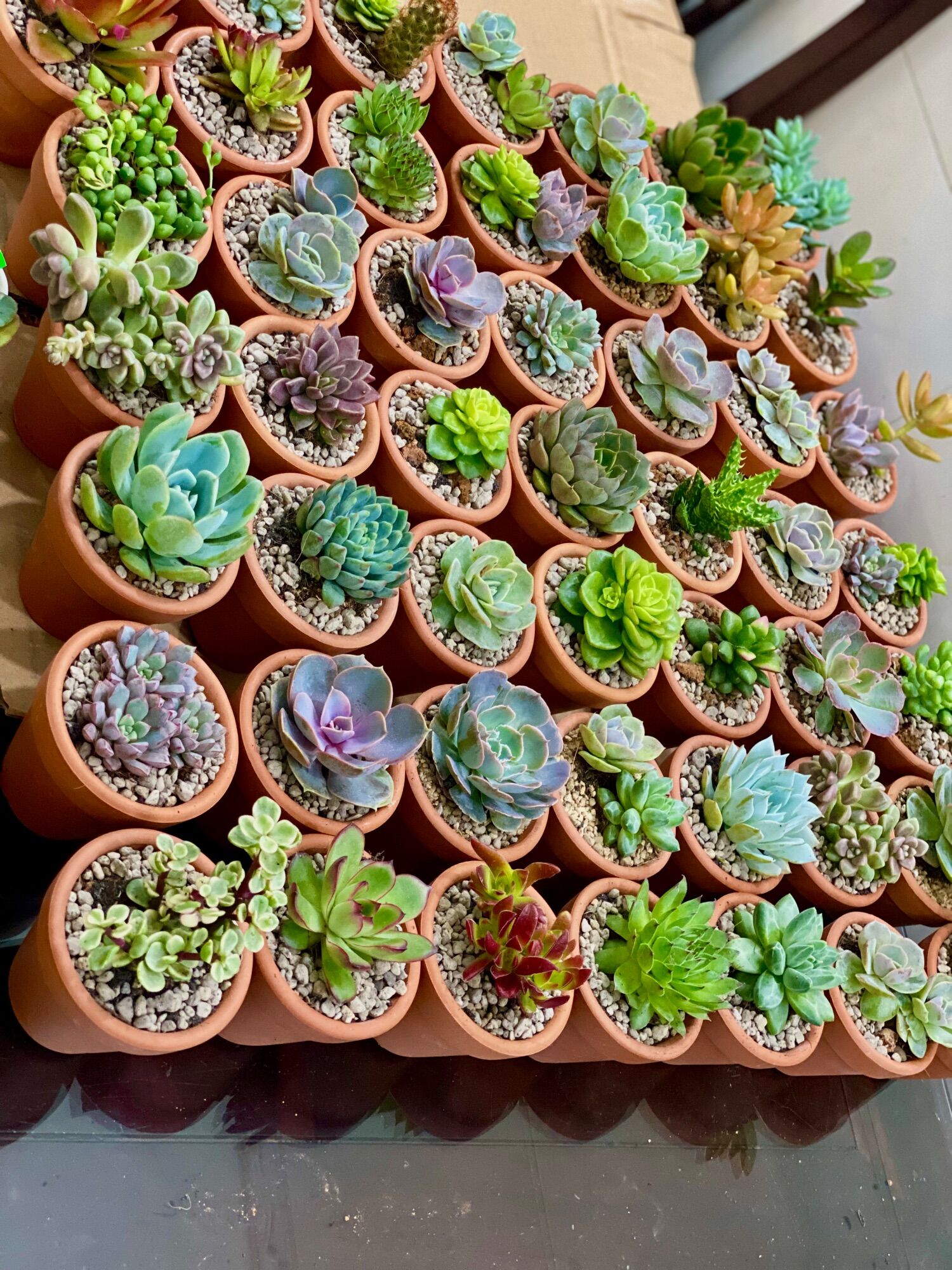 Combo 1 cây sen đá bầu Size 5-7cm kèm chậu và đất đá trồng