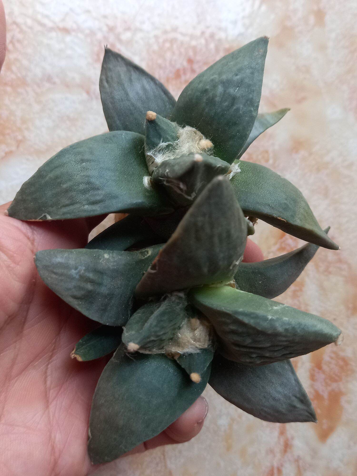 Xương rồng Ario (hàng hạt)