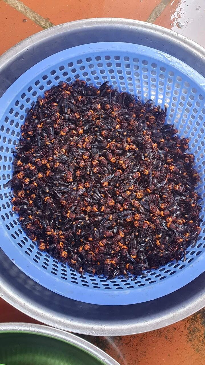 Ong đất ( Ong bắp cày) ngâm ru.ou chai 1Lít hoặc chưa ngâm