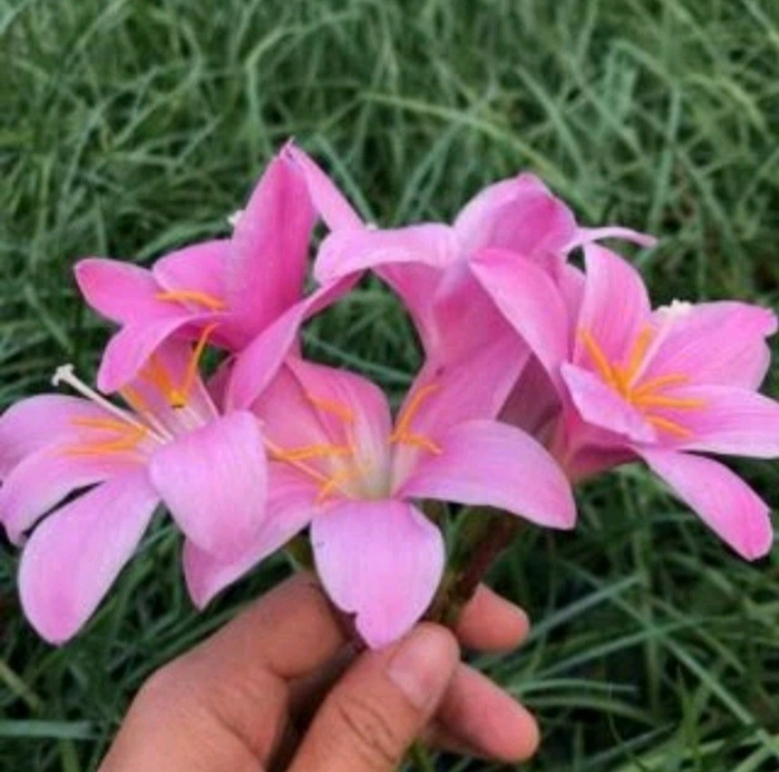 100 Củ Huệ Mưa Hồng Và Trắng ( 50 trắng _ 50 Hồng ngoại )