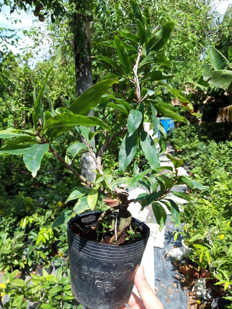 MAI ĐẠI LỘC, ĐẾ ĐẸP (VƯỜN NGHỈ TẾT, MÙNG 8 BÁN LẠI)
