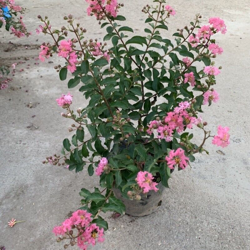 Cây hoa tường vi