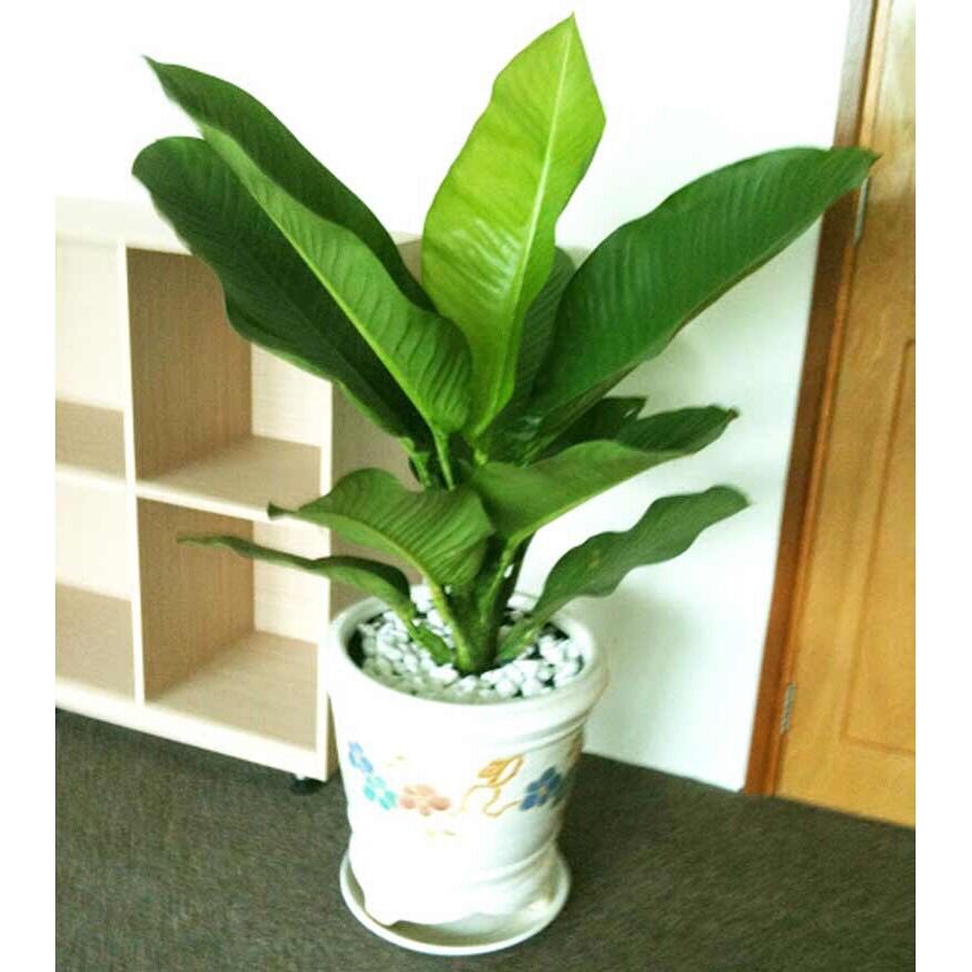 Cây đại Phú gia