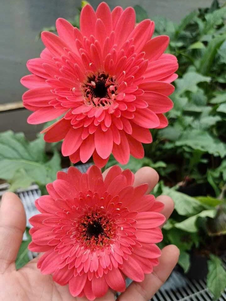 Cúc đ.ồng t.iền hồng 56