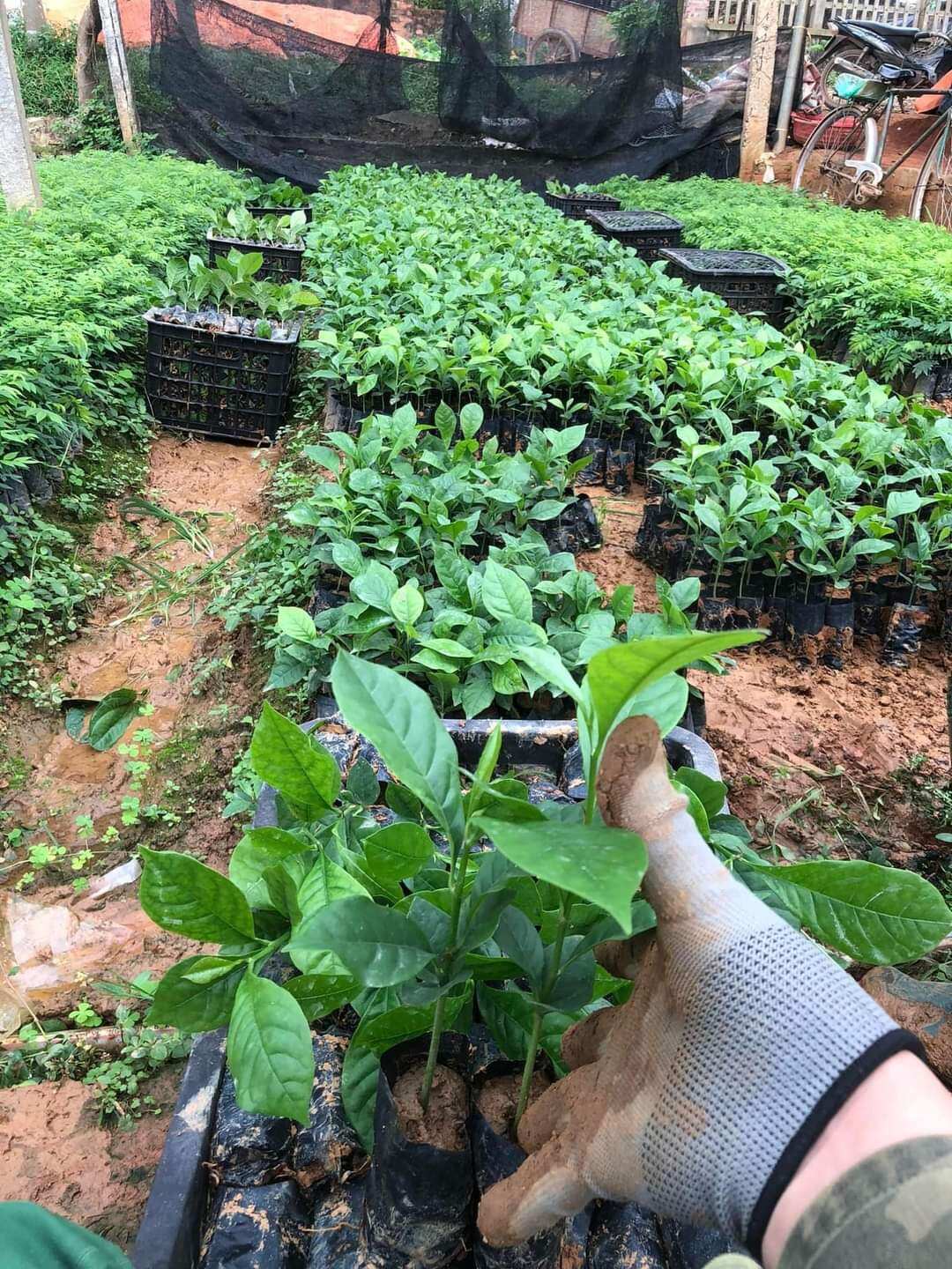Cây giống Dổi Nếp