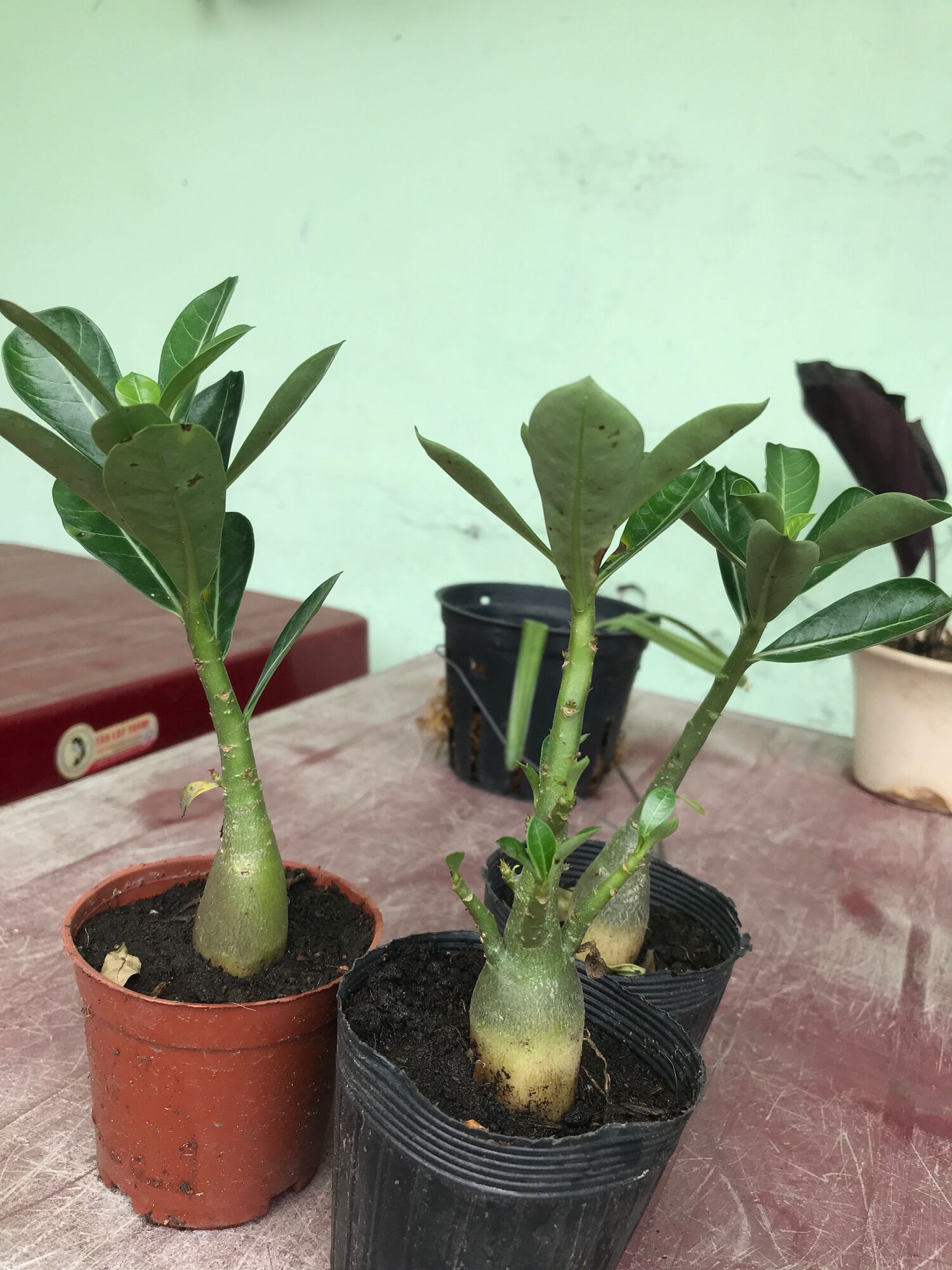 Cây sứ thái
