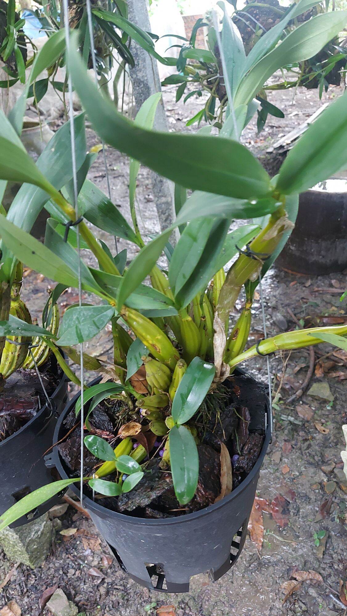 Hoa Lan Hoàng Lạp ghép chậu