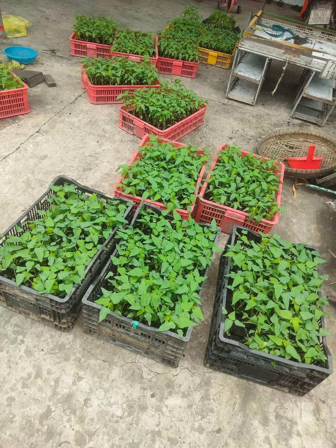 Cây giống đu đủ lùn ruột đỏ 5 cây