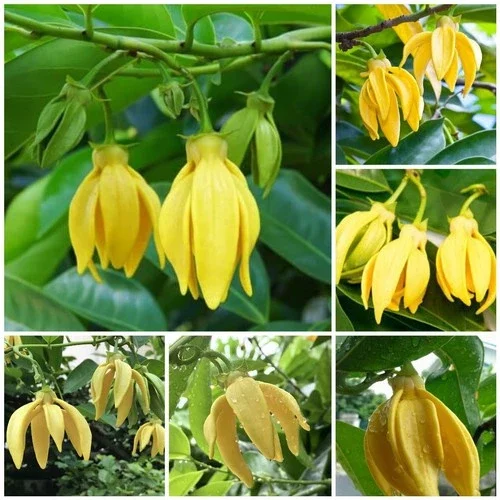 Cây hoa móng rồng hay cây dẻ thơm