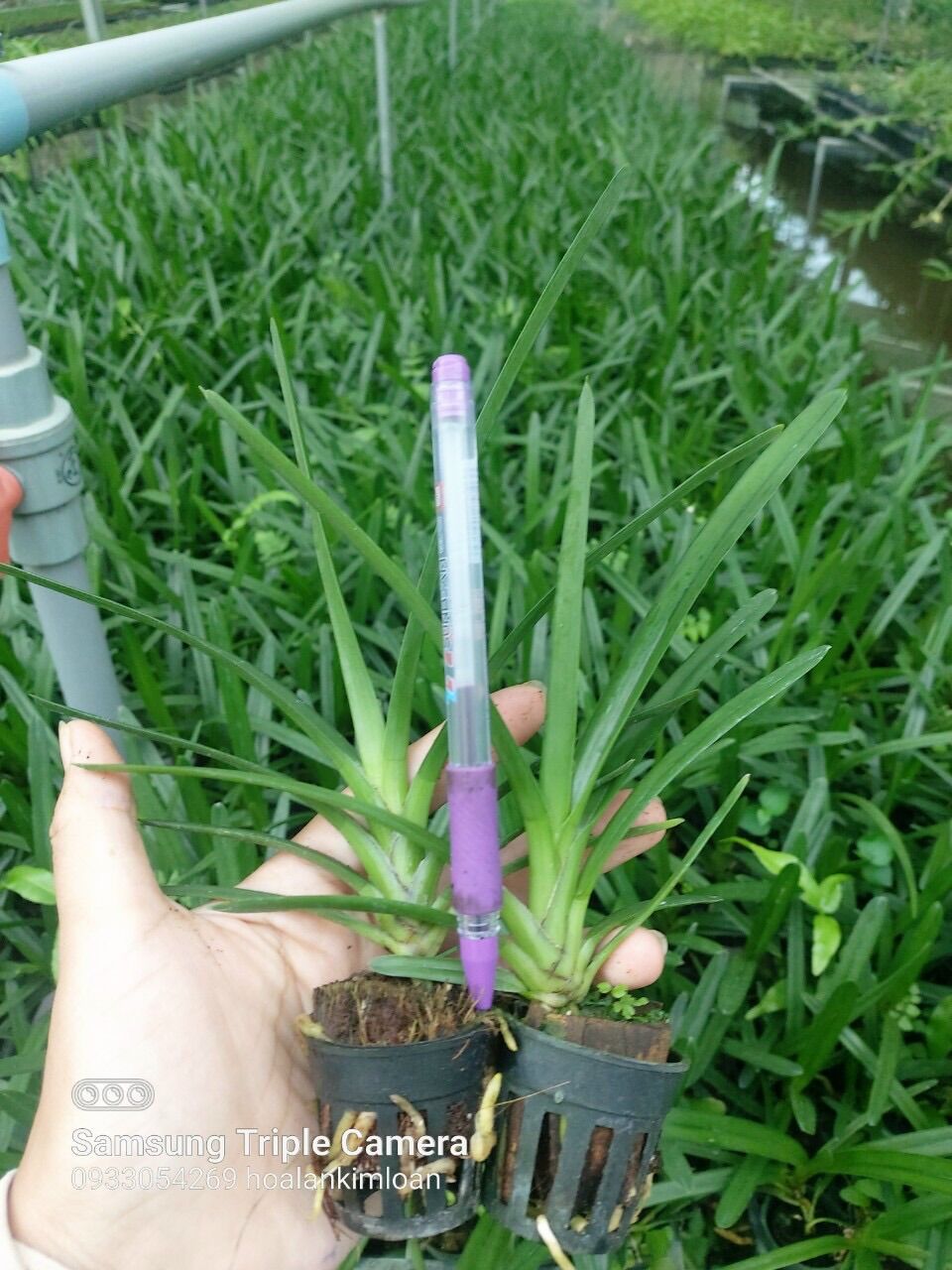 Kiếm Xanh Huế Gieo Hạt Cây Con Siêu Đẹp