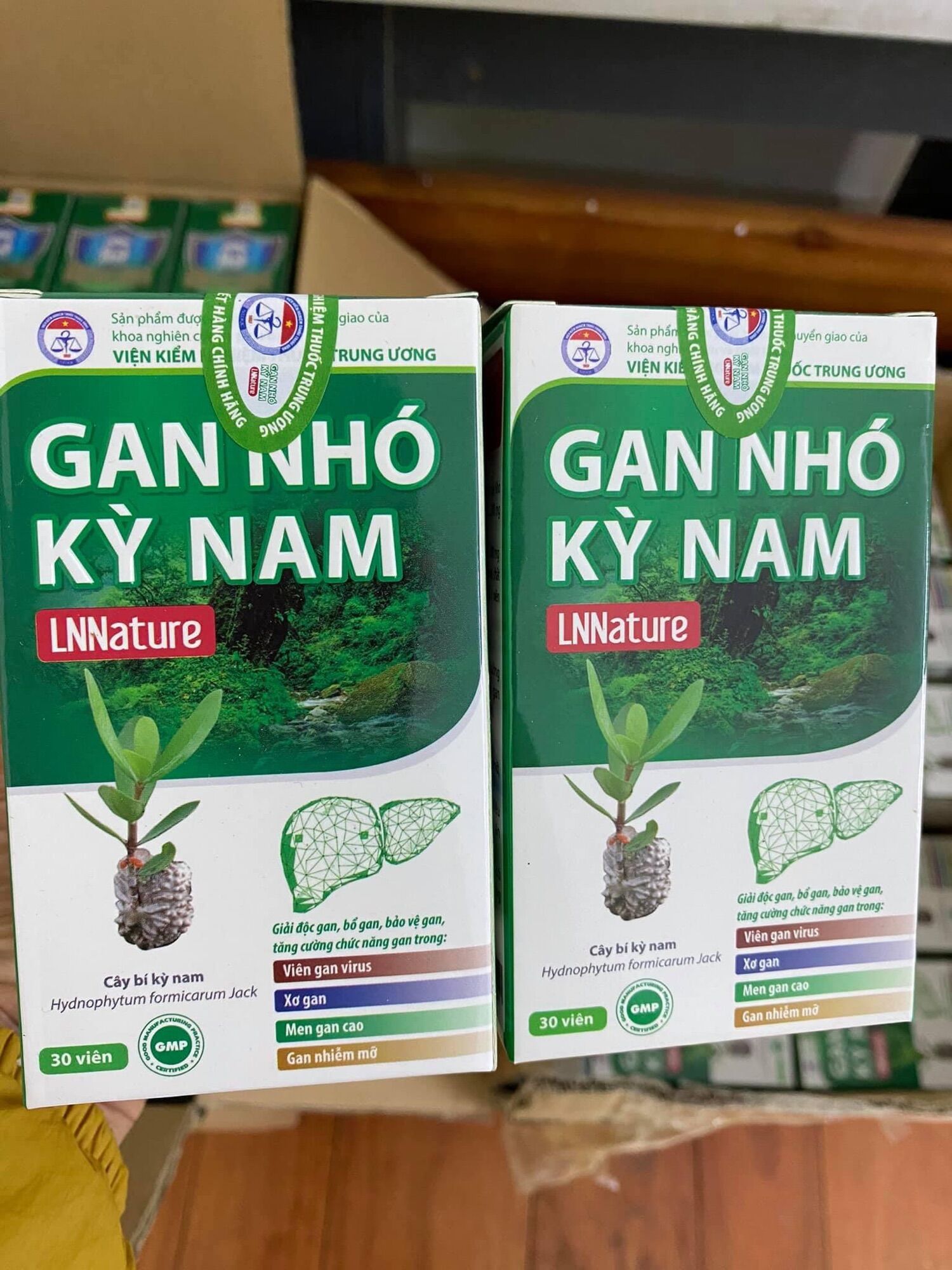 Gan nhó kỳ nam - Date mới 2027