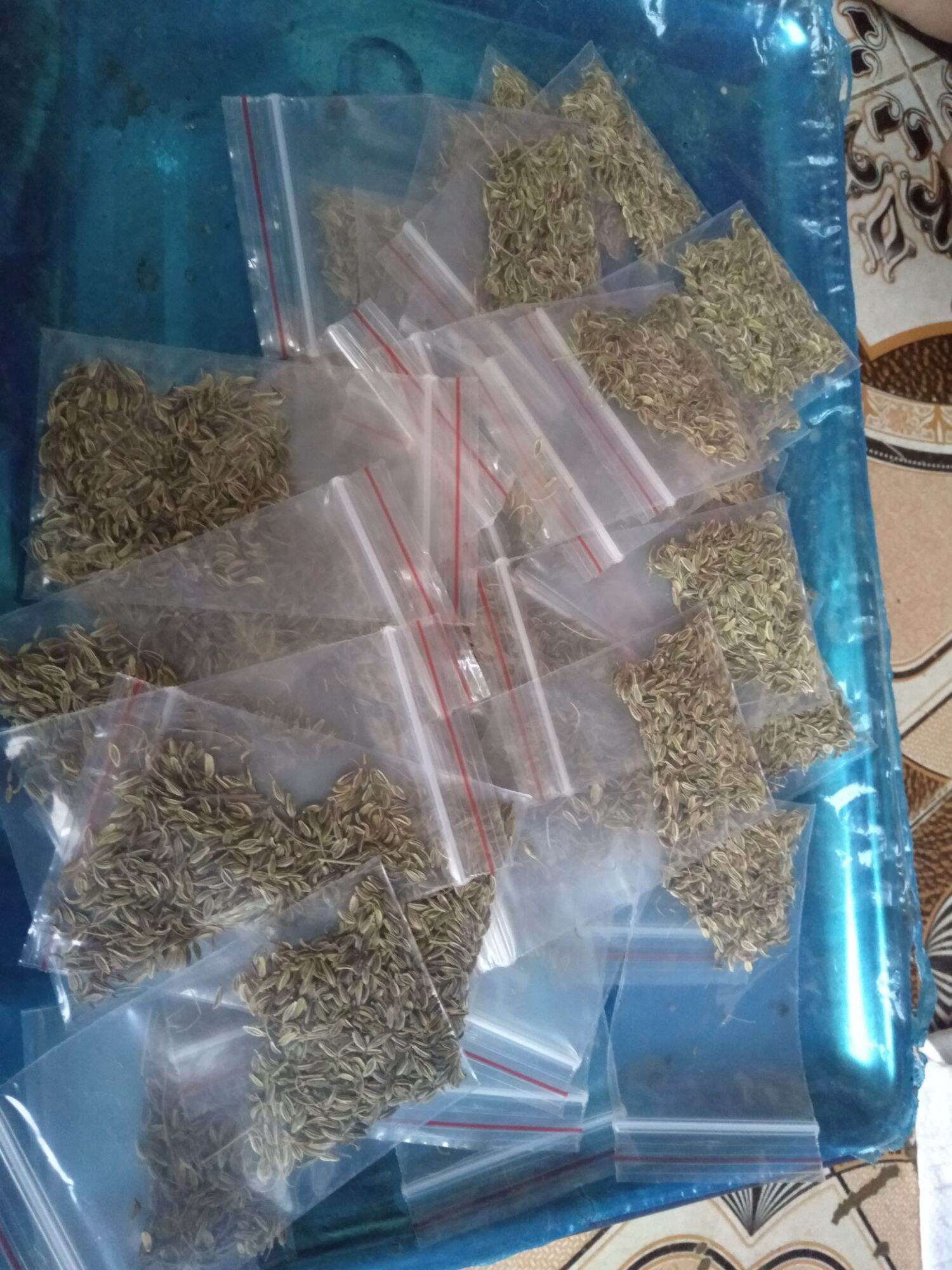 Hạt giống sâm đương quy loại 1 tây bắc