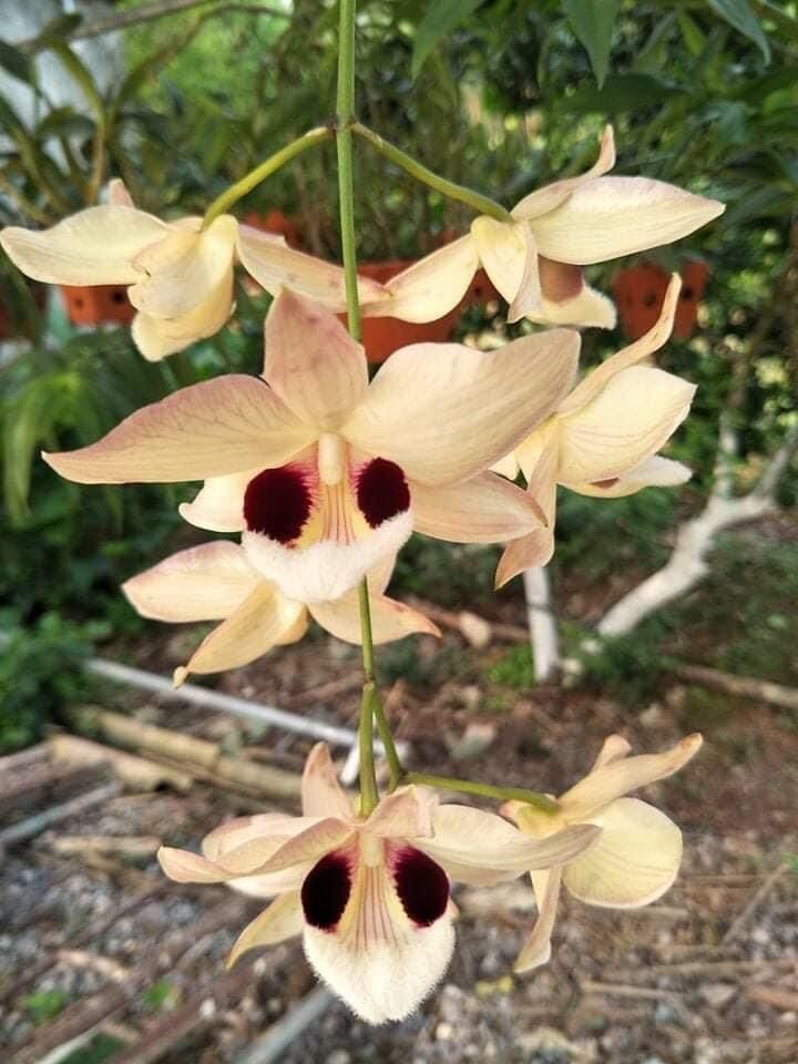 Hoa Lan hoàng thảo Thái bình(khóm 60cm trở lên) vv