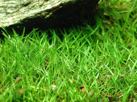 [1 Chậu] Cỏ lưỡi rắn, cây thủy sinh khỏe không cần CO2