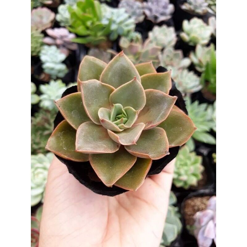 Sen đá hồng xoắn size bầu 3-5cm