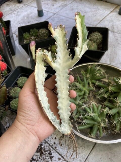 [HCM]Xương Rồng Var Trắng Sữa