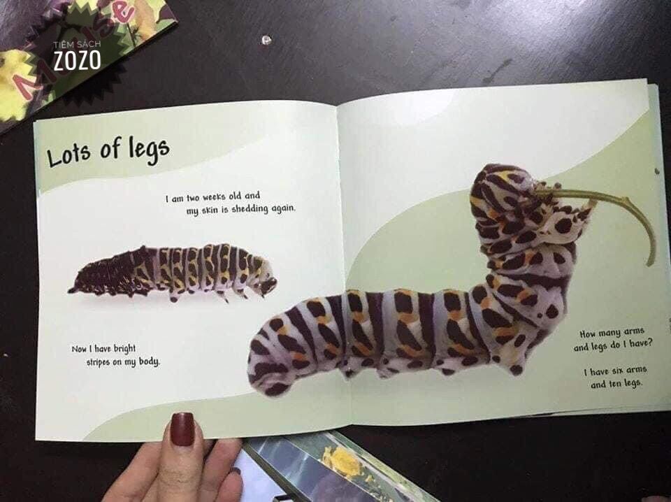 Vòng đời của các loài vật