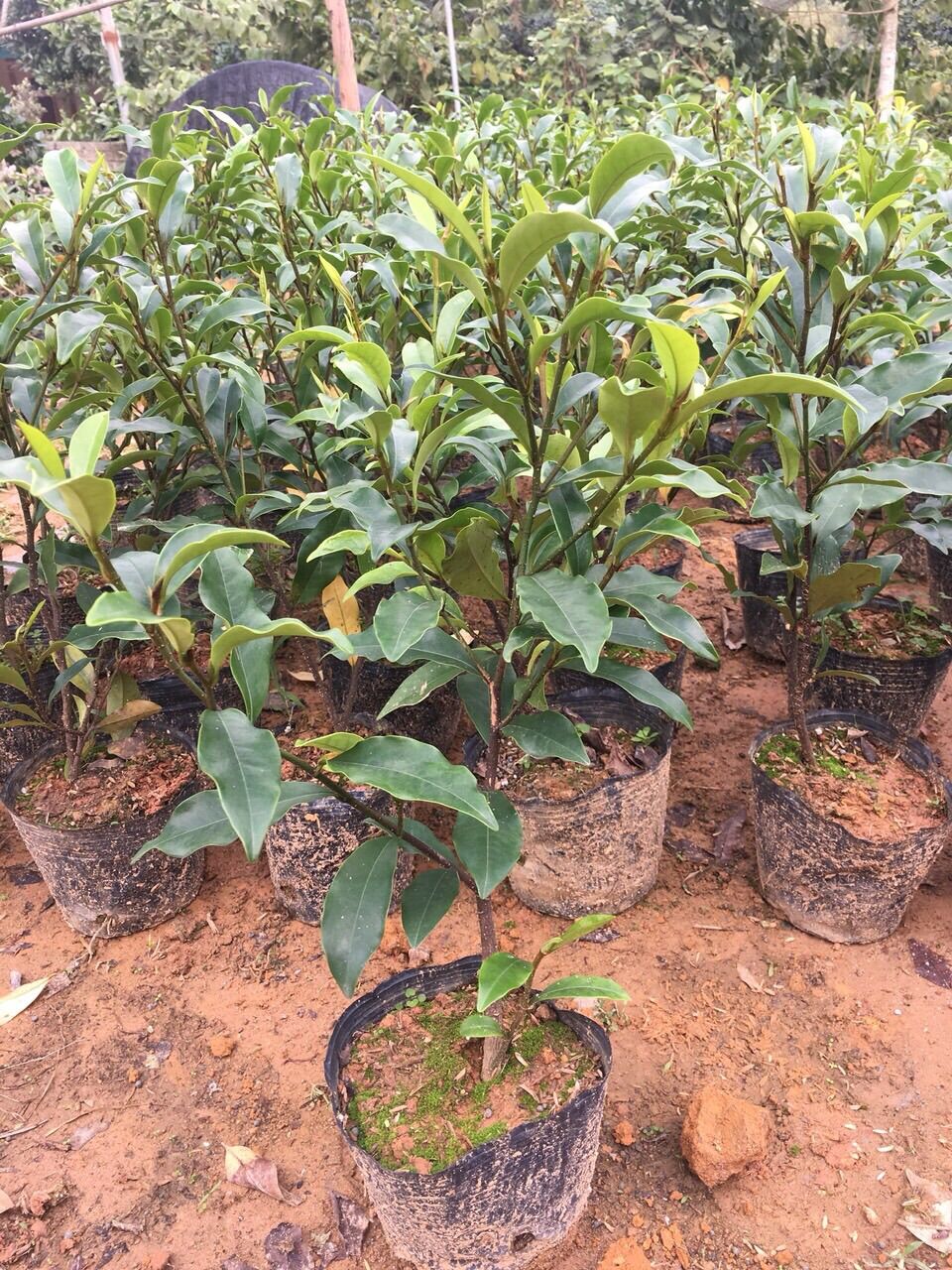Hoa Lan tiêu giống