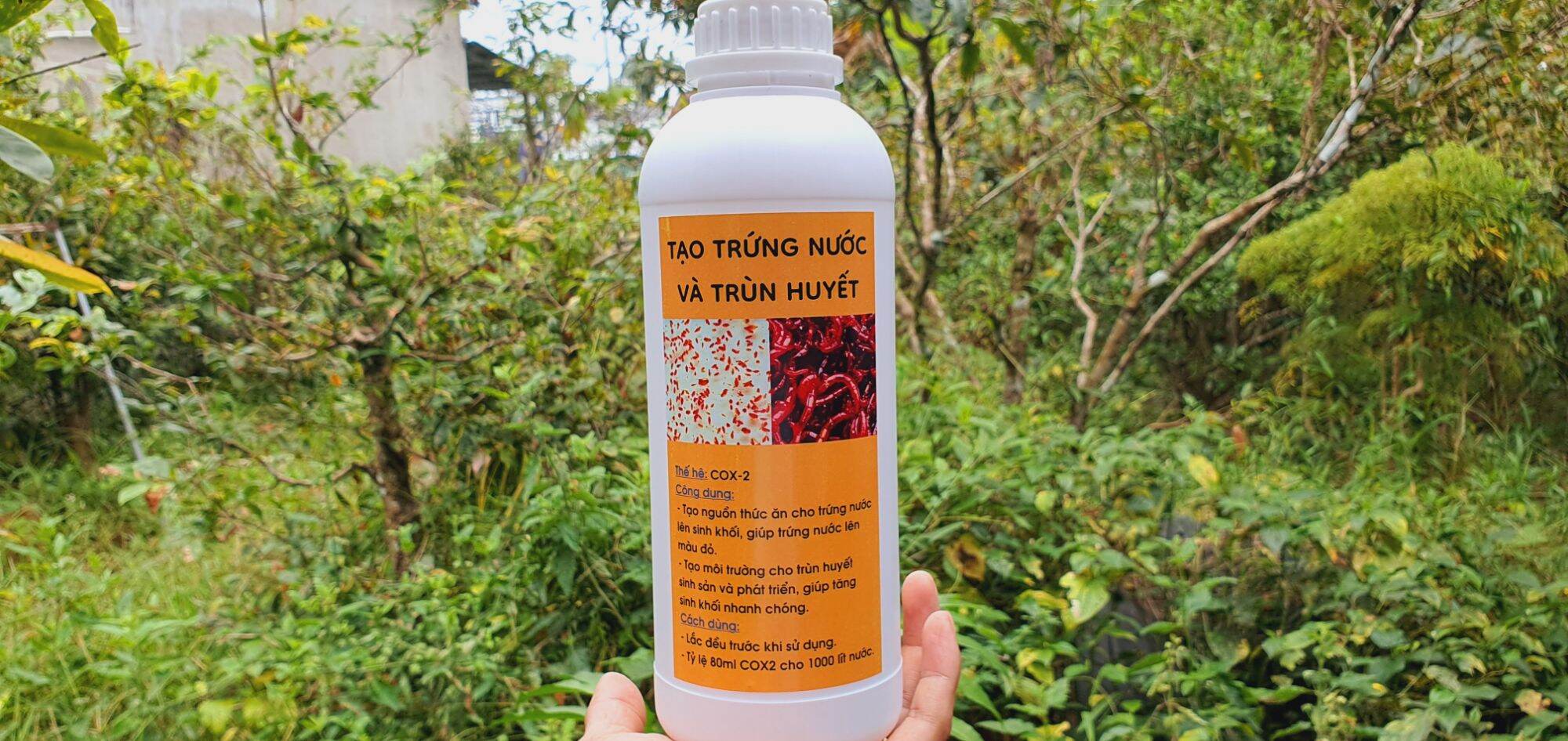 Cox2 Thức cho bobo và trùn huyết