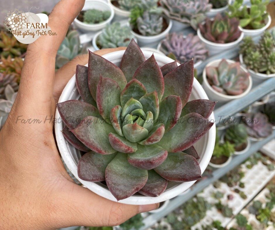 SEN ĐÁ RANDOM SIZE TRUNG BÌNH “HẠT DẺ’’ 9-12CM (1 CÂY)🏺MUA NHIỀU CHỌN KHÁC LOẠI (TỐI ĐA 5 LOẠI) 🌈