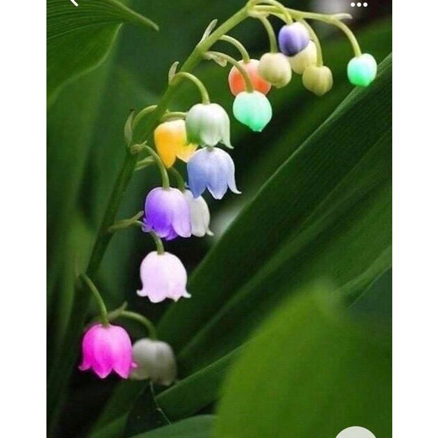 CHUẨN HOA 🌹 TẾT 🌸Hạt giống hoa #Linh #Lan ( hoa Lan Chuông )(1 gói 100 hạt)