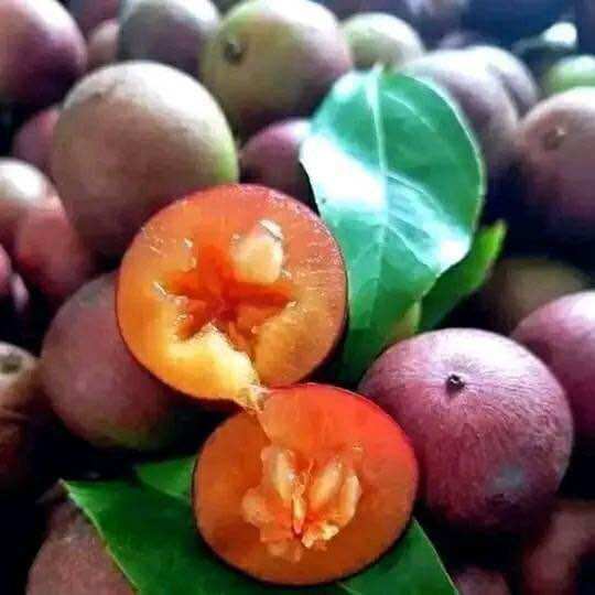 Cây giống Hồng quân