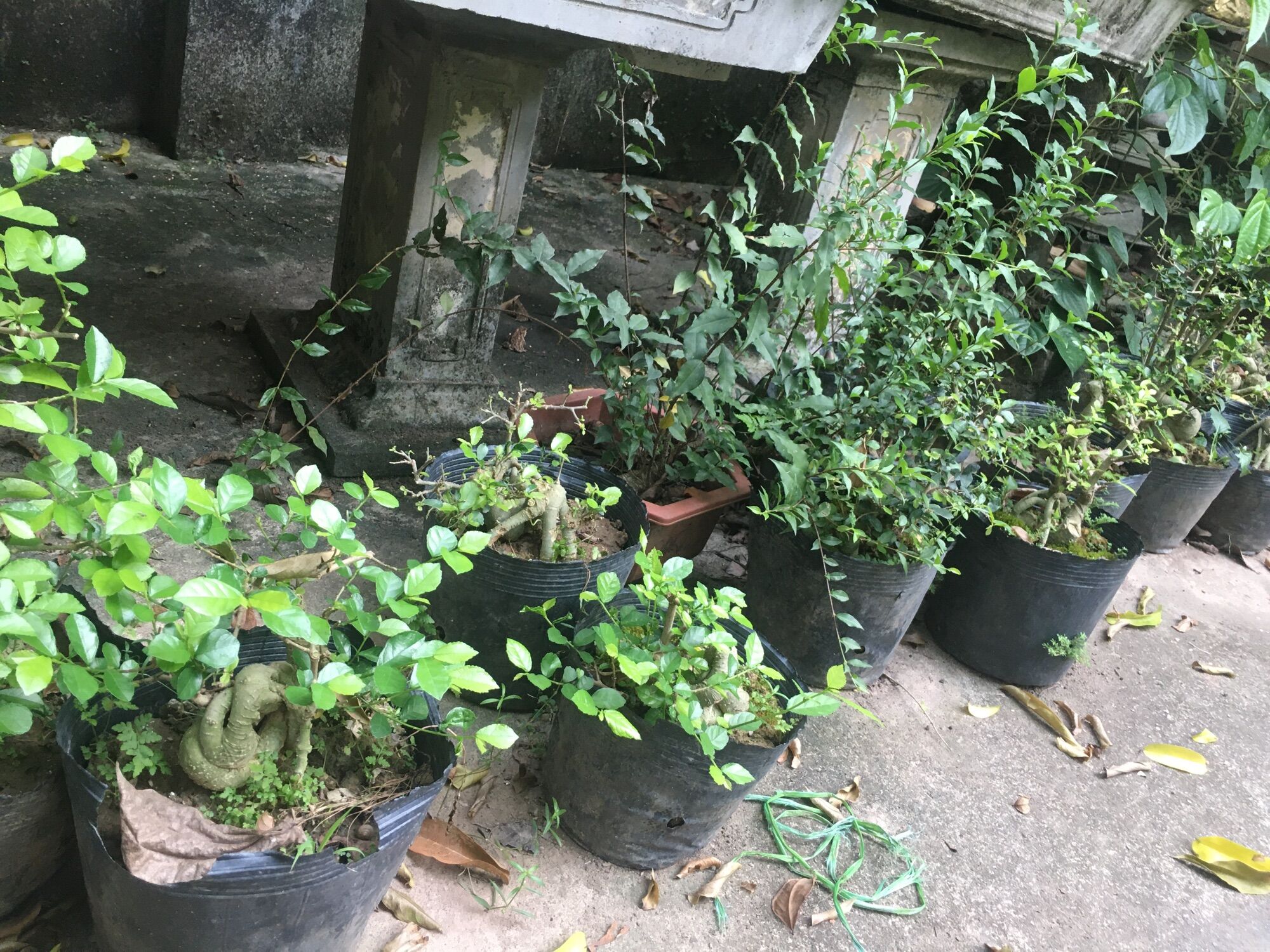 Cây duối mini, 4năm tuổi cốt quoái