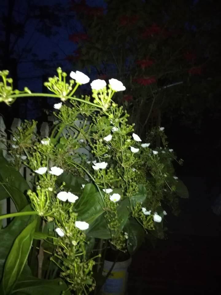 cây hoa bách thủy tiên đơn