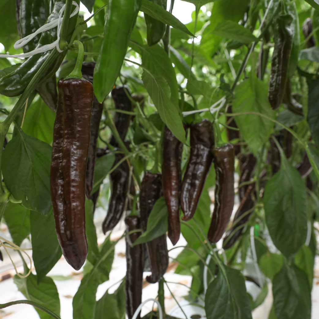 Cây giống ớt socola cây con làm giống 1 cây