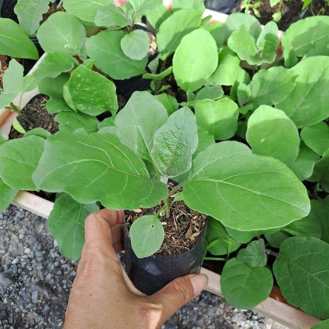cây giống cà tím.