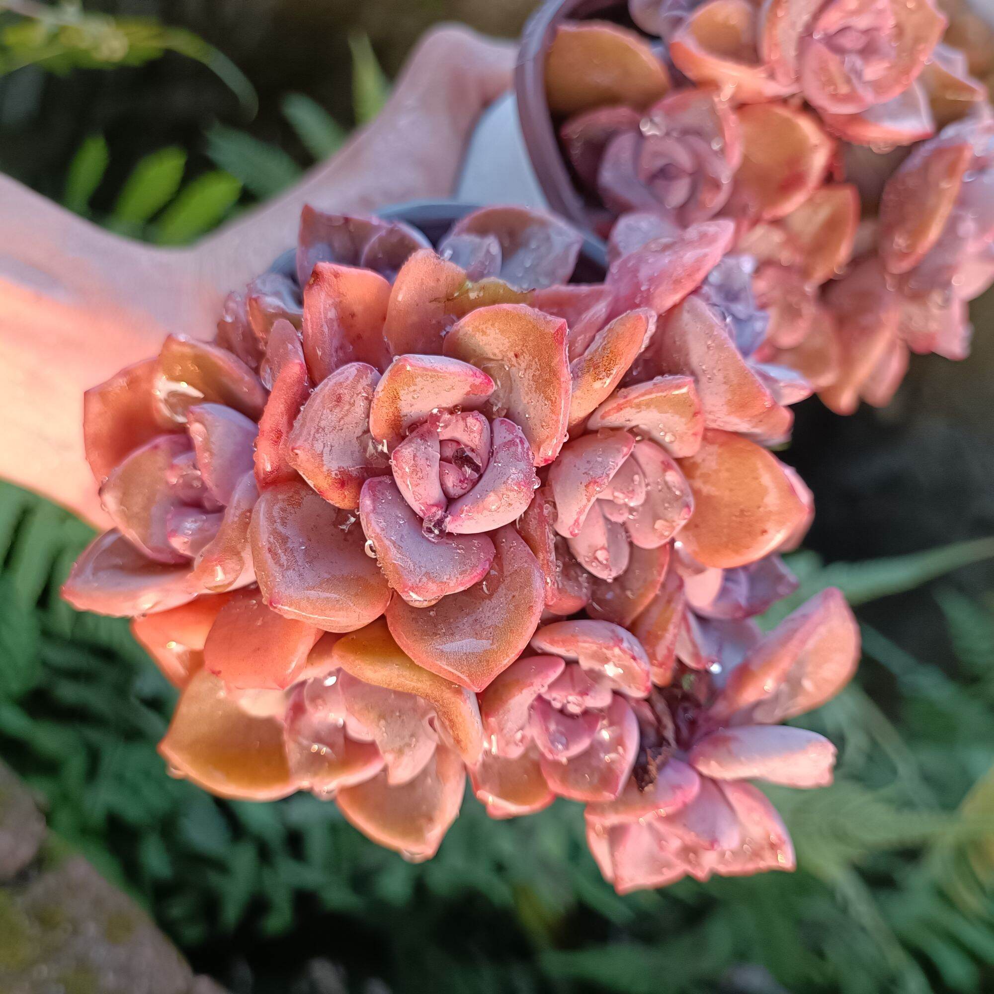 Sale 50%-Sen Đá Bụi Hồng Thụ cực đẹp 😍