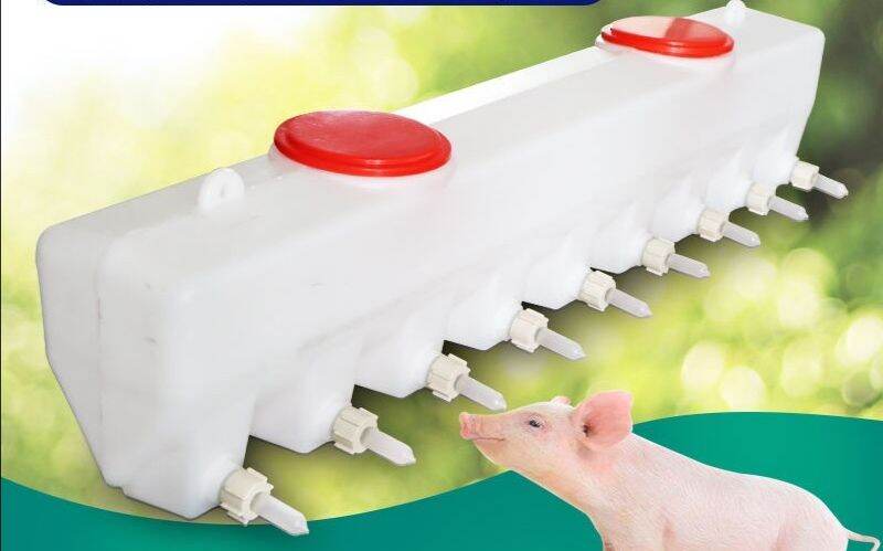 Bình bú cho heo-0868812385 ( liên hệ trực tiếp zalo để có giá vận chuyển chỉ 60k/ 1 bình bú)