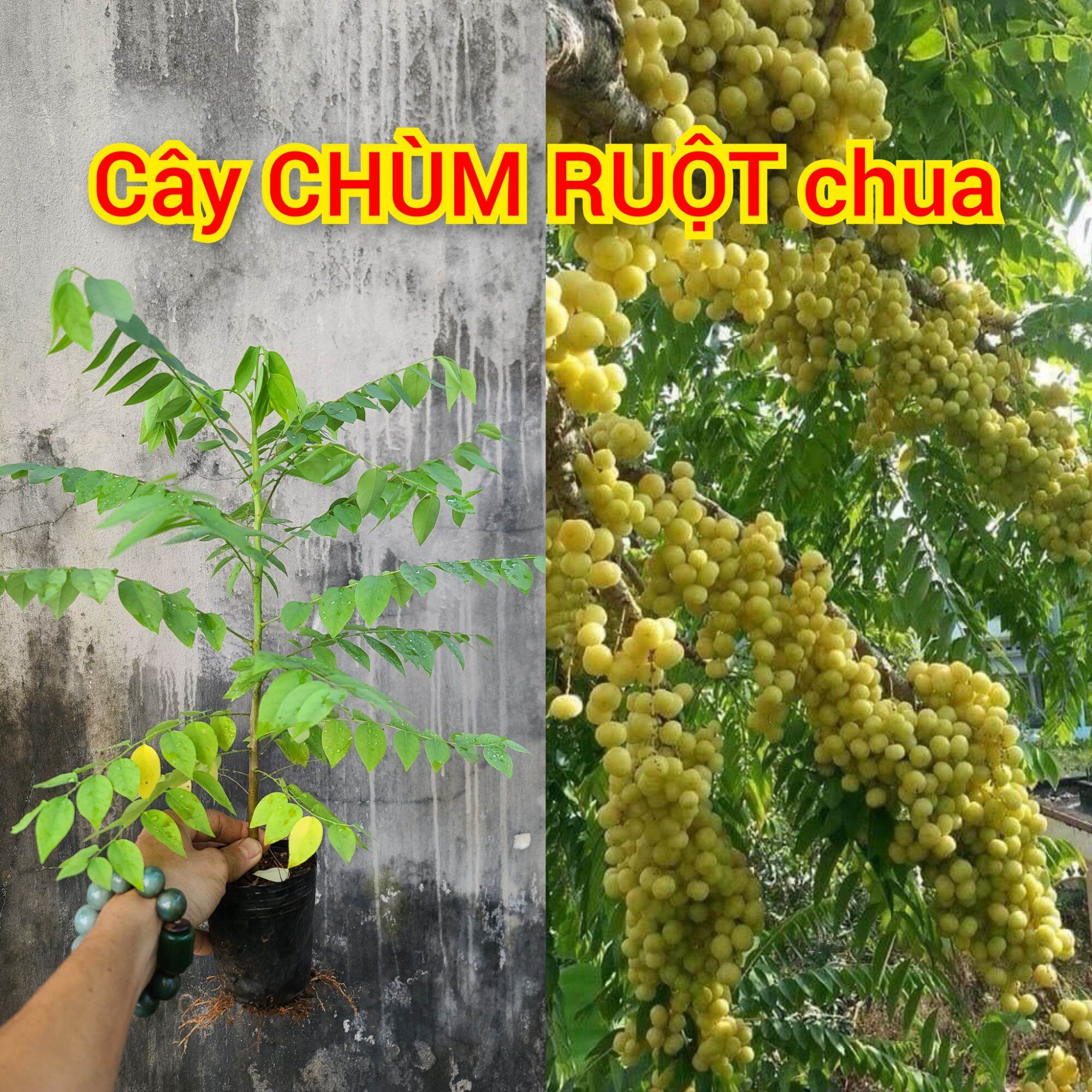 Cây Chùm Ruột chua. siêu trái.