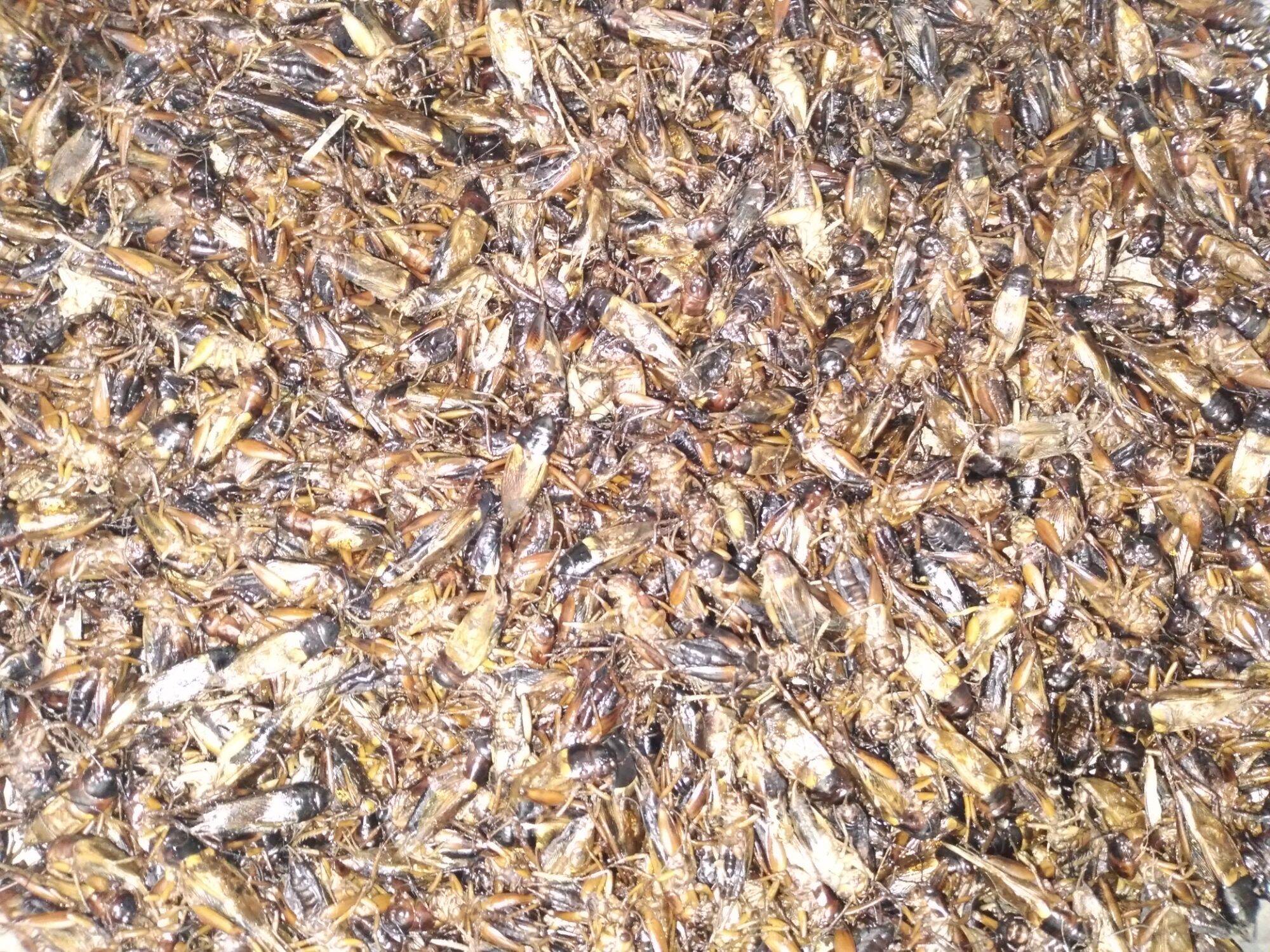 DẾ SẤY KHÔ 100 GRAM CHO CHIM ,CÁ,BÒ SÁT,GÀ ĐÁ,MÈO.....