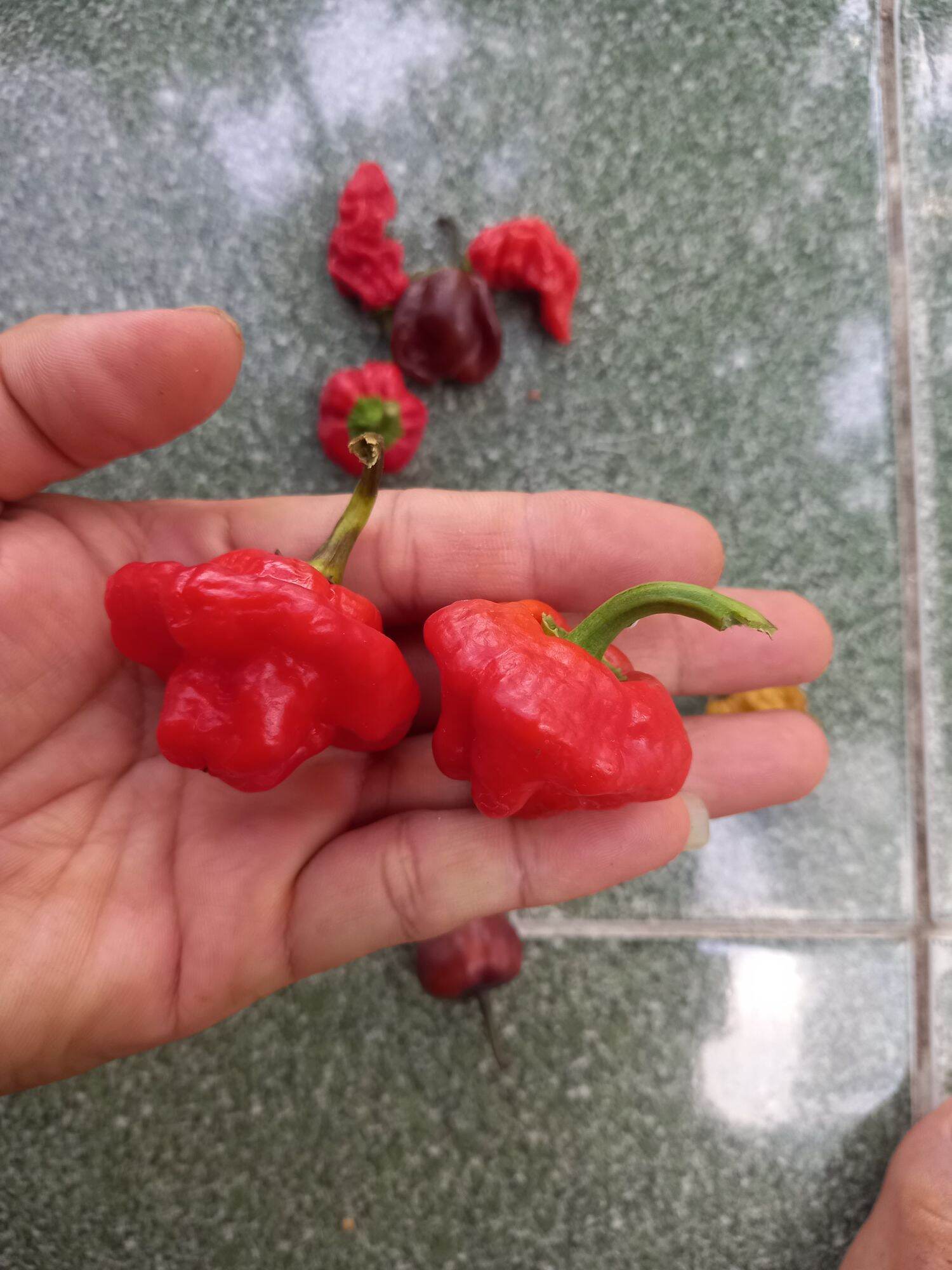 Hạt  Ớt  siêu cay Habanero  đỏ  5 Hạt  giống  chuẩn