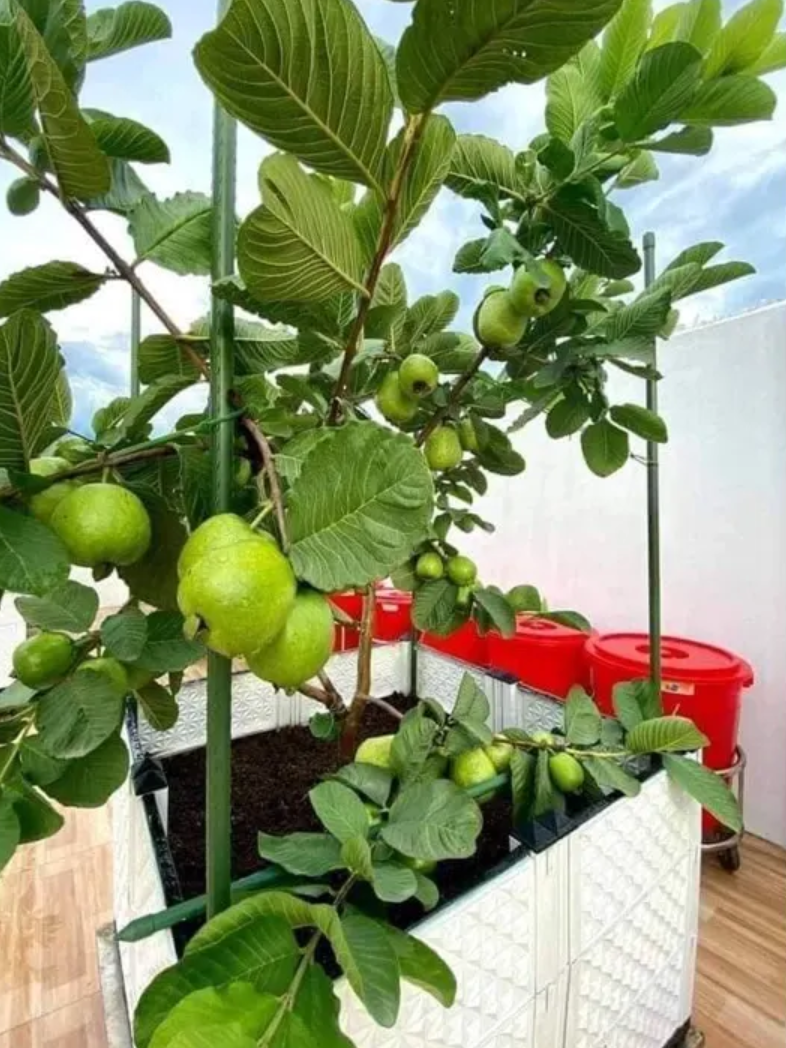 Cây ổi xá lị ngọt lịm