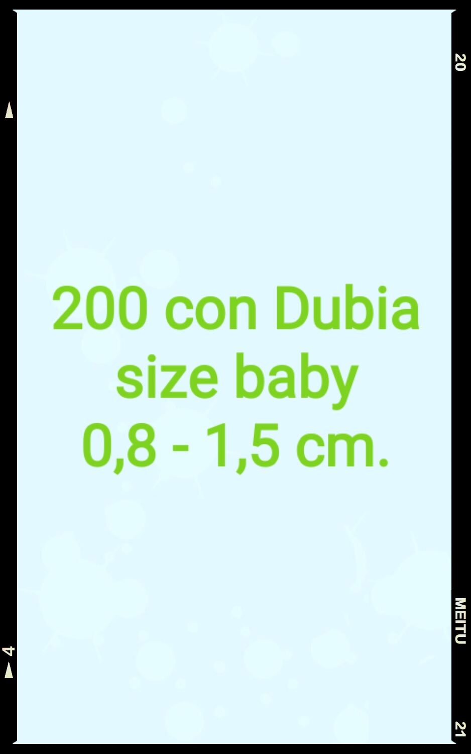 Hộp 200 con gián Dubia size baby 0,8-1,5cm.