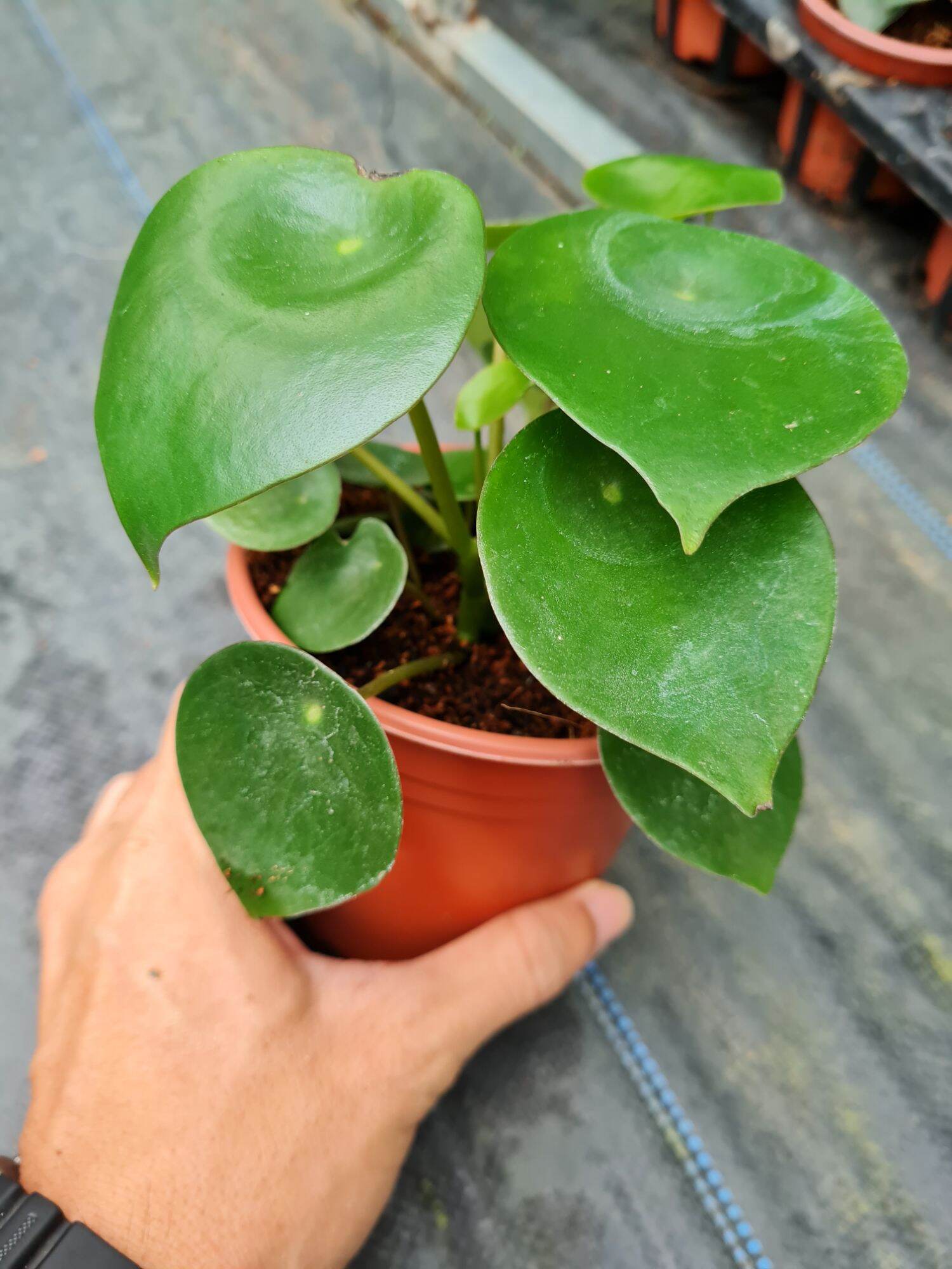 Cây cỏ gương