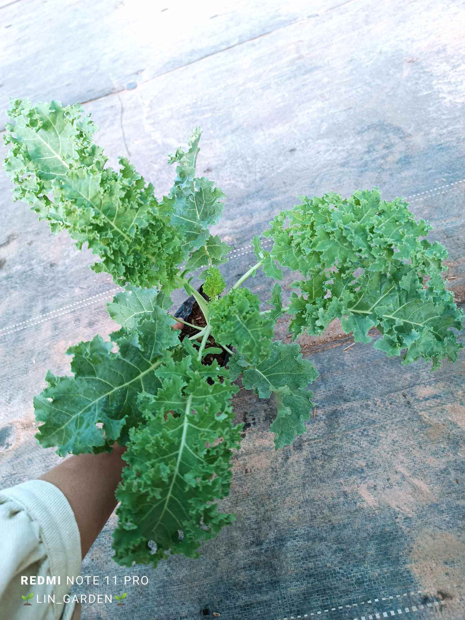 Cây giống Cải Kale giống Mỹ