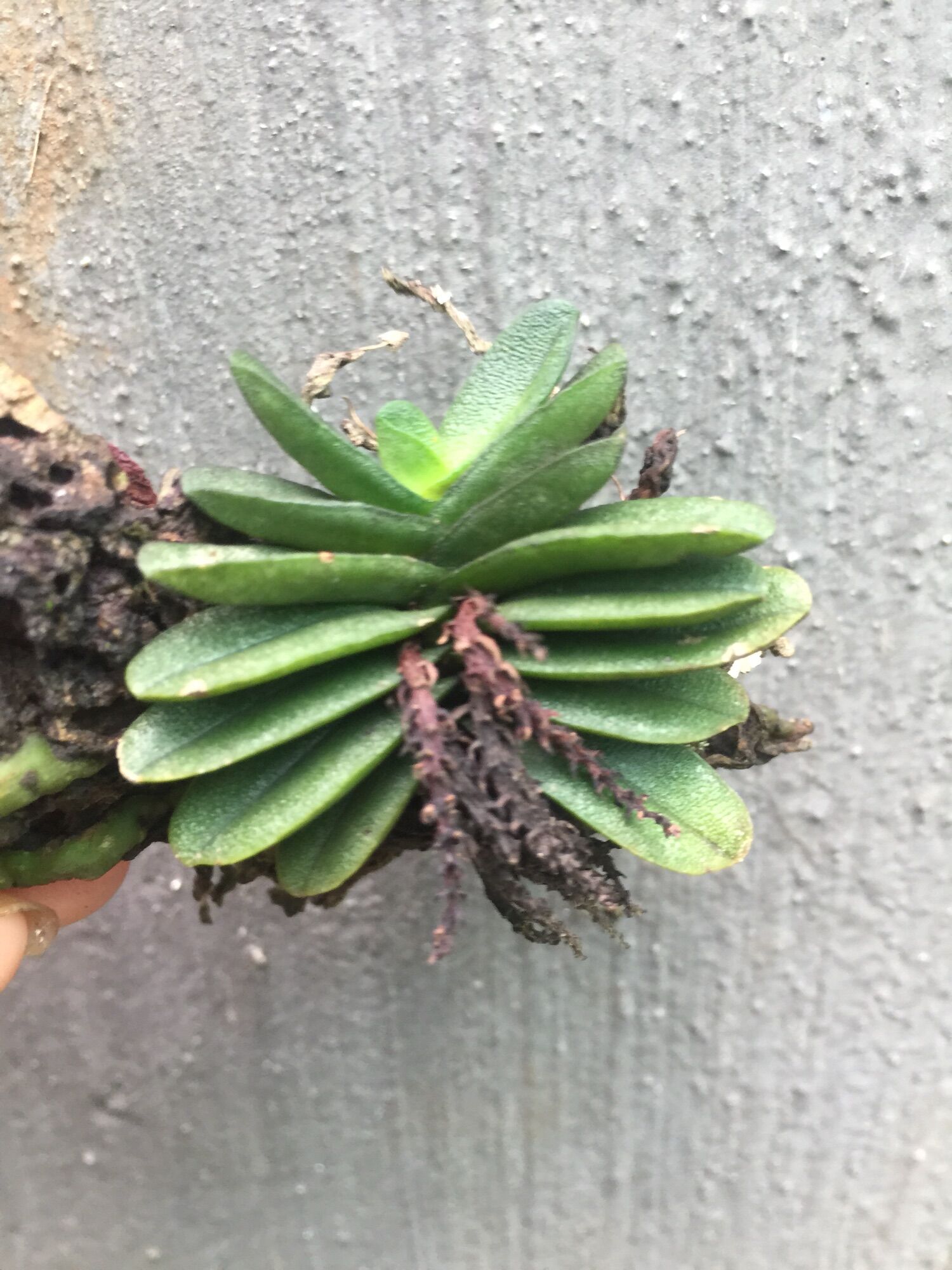 Hoa lan trứng bướm cây to nhiều cặp lá chỉ 49k